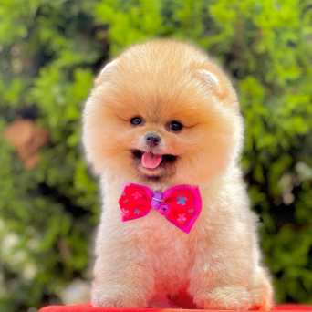 Pomeranian